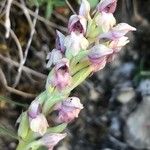 Anacamptis coriophora Květ