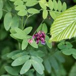 Lathyrus niger Kvet