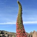 Echium wildpretii Habitus