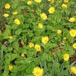 Doronicum caucasicum ശീലം