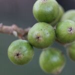 Ficus sur Fruto