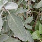 Salvia fruticosa 葉