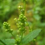 Mercurialis canariensis Blüte