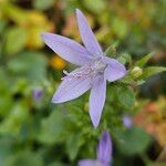 Campanula poscharskyana Fiore