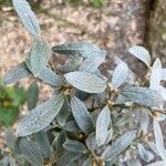 Salix glauca Leaf