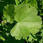 Sidalcea reptans 葉