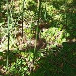 Equisetum hyemaleപുറംതൊലി