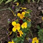 Viola × williamsii Habitus