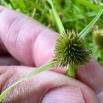 Cyperus hortensis Vrucht