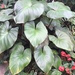 Homalomena rubescens Hoja