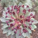 Euphorbia atropurpurea Квітка