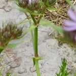 Drypis spinosa Flower