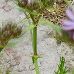 Drypis spinosa Fula