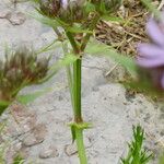 Drypis spinosa Kukka