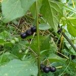 Solanum scabrum Yeri