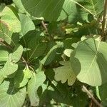 Cotinus obovatus Blad