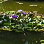 Nymphaea elegans Floare