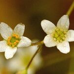 Micranthes californica Flor