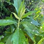 Artemisia suksdorfii Leaf