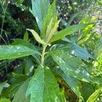 Artemisia suksdorfii Leaf