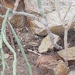 Euphorbia alluaudii Ŝelo