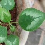 Euphorbia graminea Leaf