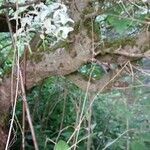Salix integra Bark