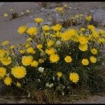 Malacothrix glabrata Flower