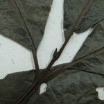 Neea floribunda Other
