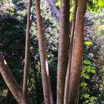 Swietenia mahagoni Агульны выгляд