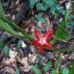 Heisteria cauliflora Fruit