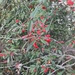 Cotoneaster salicifolius Hábitos