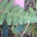 Phegopteris connectilis Leaf