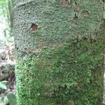 Lecythis confertiflora Corteza