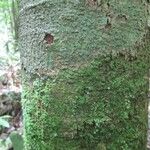 Lecythis confertiflora Bark