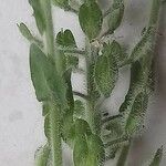 Lepidium hirtum Hostoa