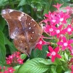 Pentas lanceolata Virág