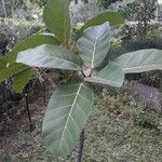 Ficus lutea Листок
