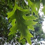 Quercus palustris Hoja