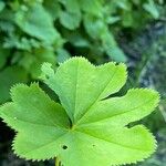 Alchemilla glabra Hoja