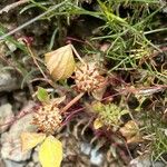 Trifolium glomeratum Hedelmä