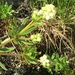 Galium anisophyllon Συνήθη χαρακτηριστικά