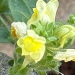 Linaria cavanillesii Flower