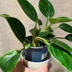 Philodendron martianum Blad