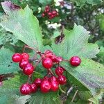 Viburnum trilobumFruit