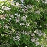 Catalpa bignonioidesHostoa