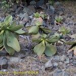 Aeonium nobile 形態