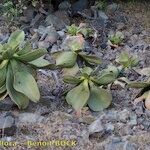 Aeonium nobile Habit