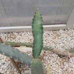 Peniocereus greggii Blatt