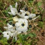 Ornithogalum arabicum Blomst